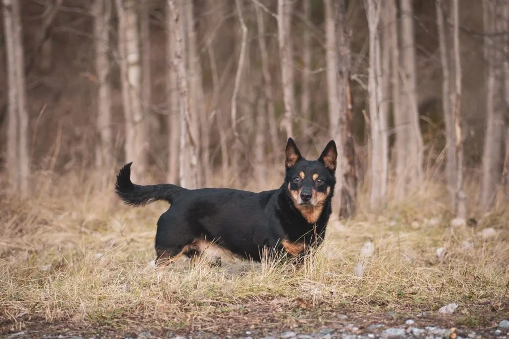 Lancashire Heeler