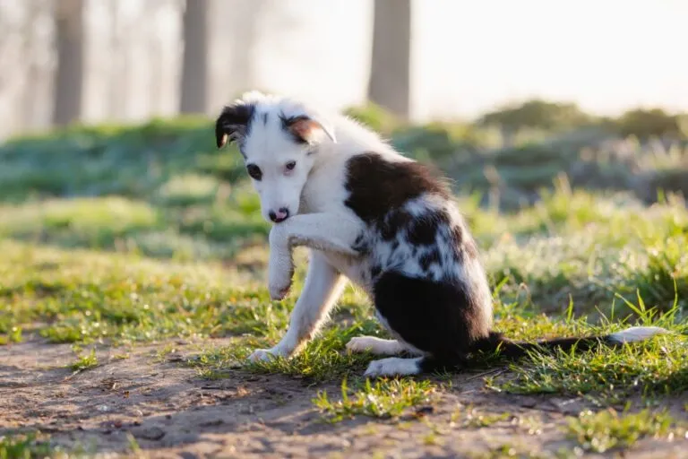 Pododermatite nel cane