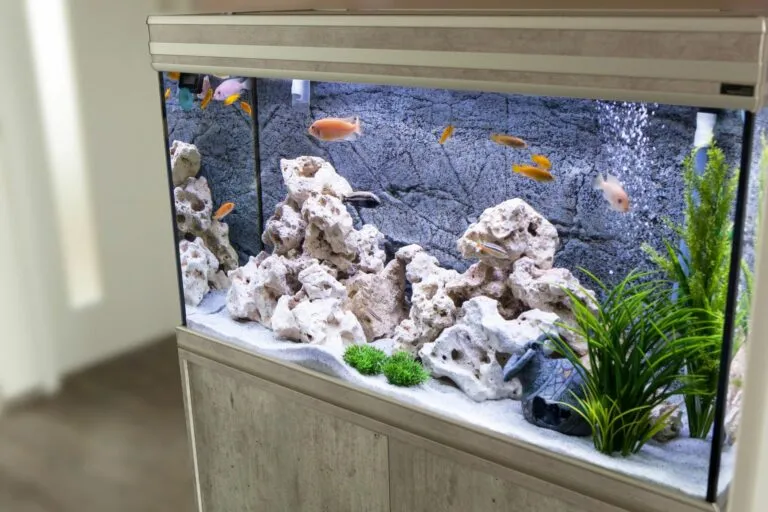 acquario 9 errori da evitare