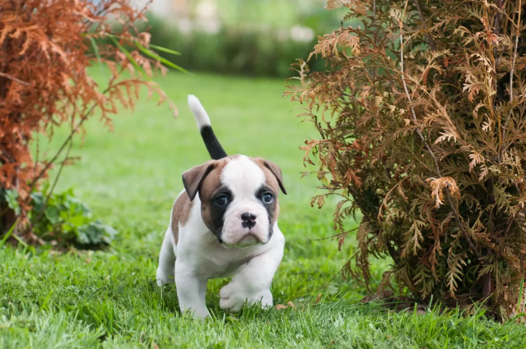 american bulldog cucciolo