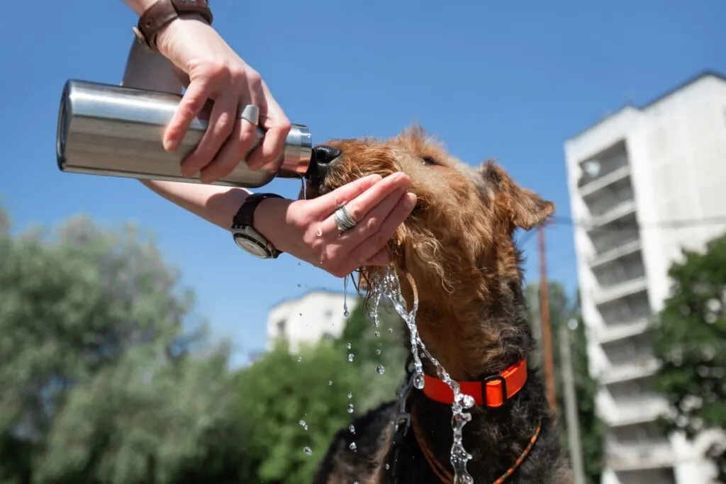 cane beve acqua da bottiglia