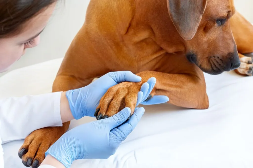esame cane per pododermatite