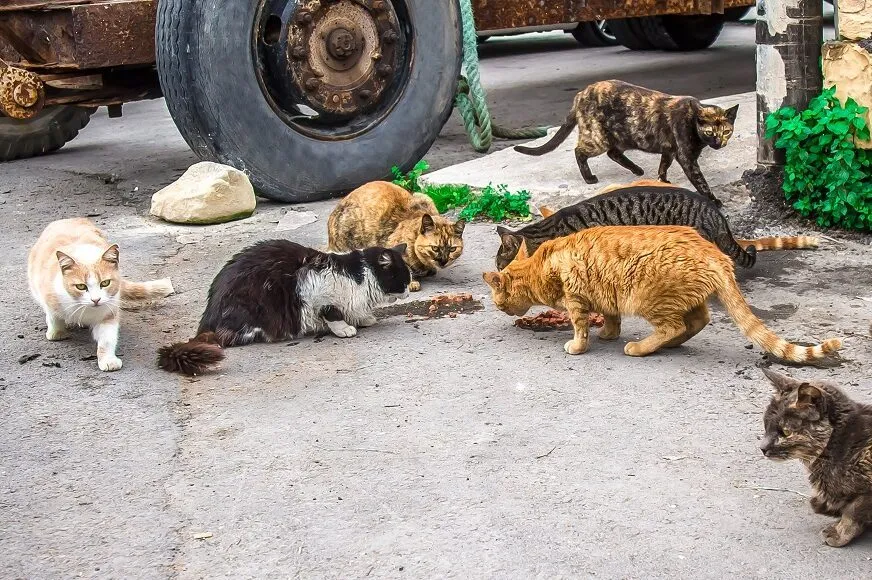 gatti randagi