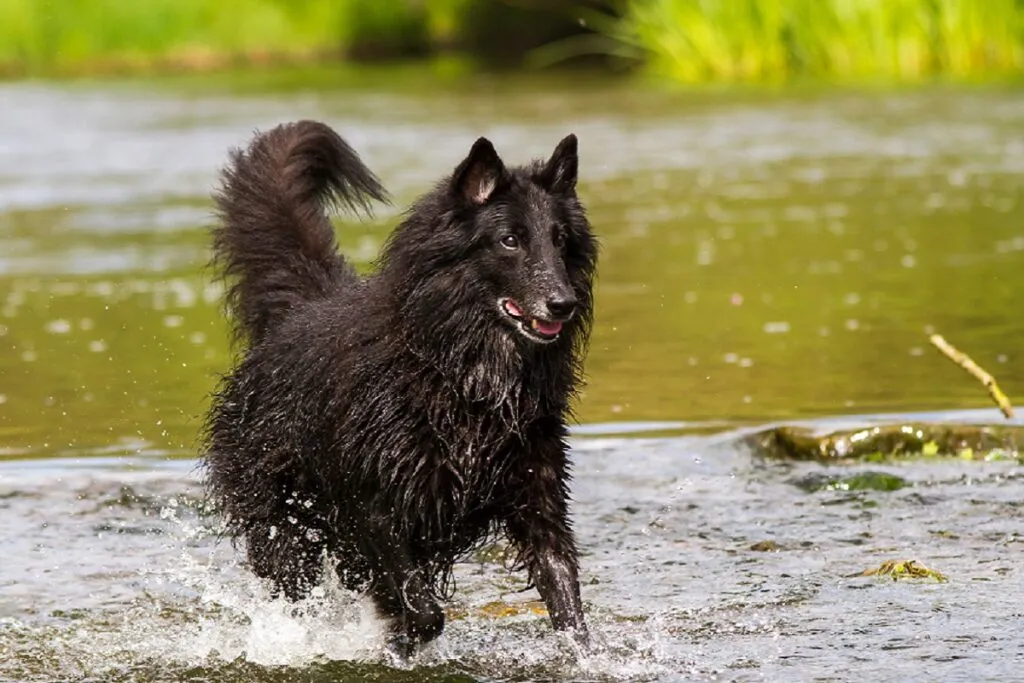 Groenendael in acqua