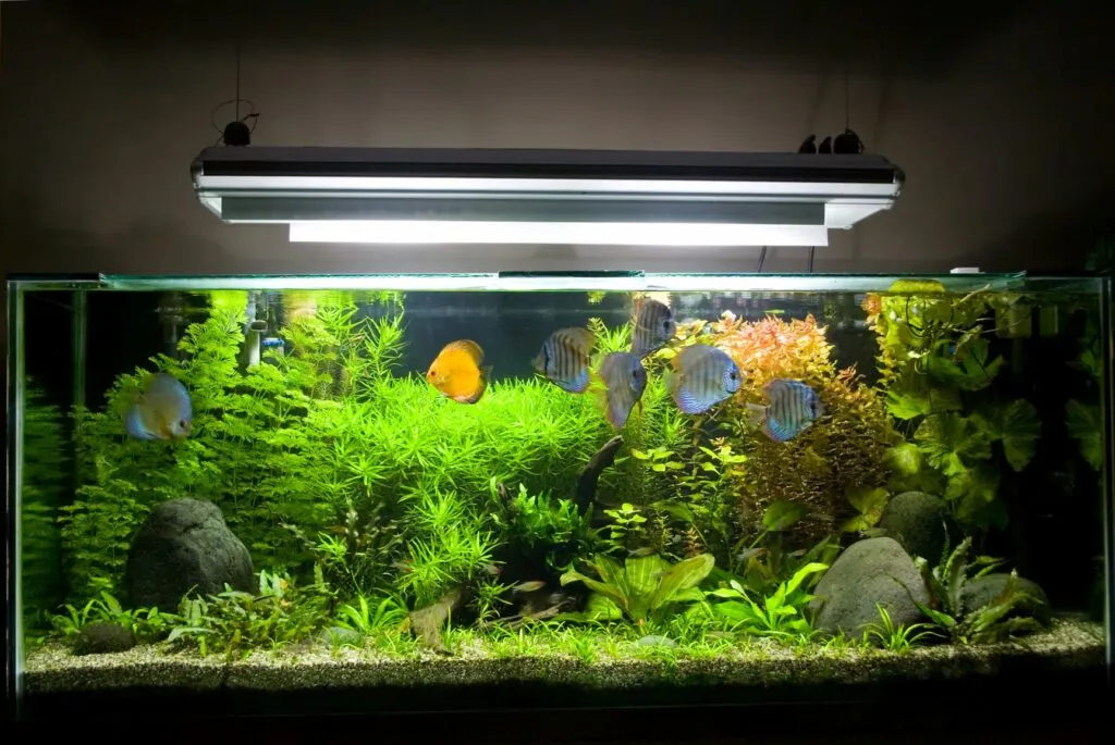illuminazione acquario