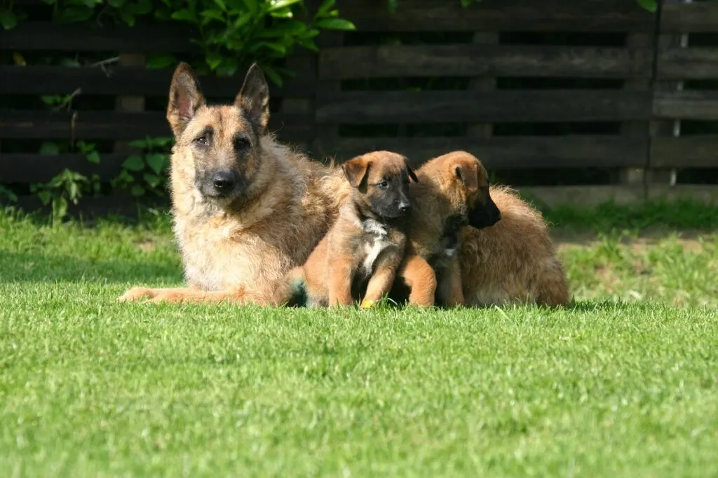 laekenois con cuccioli