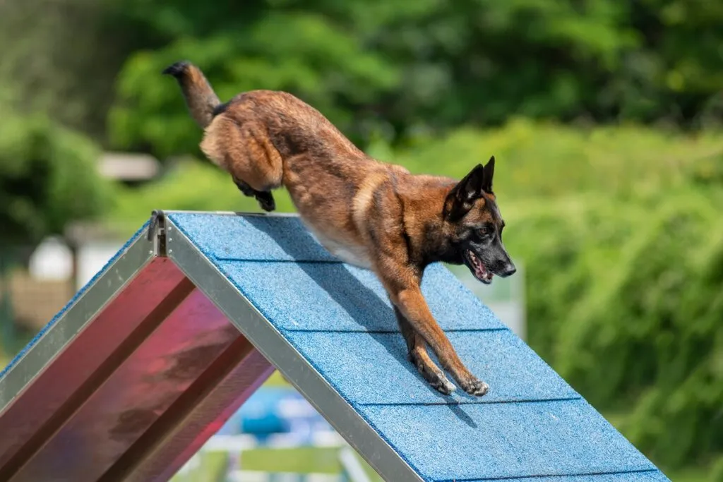 malinois agility dog
