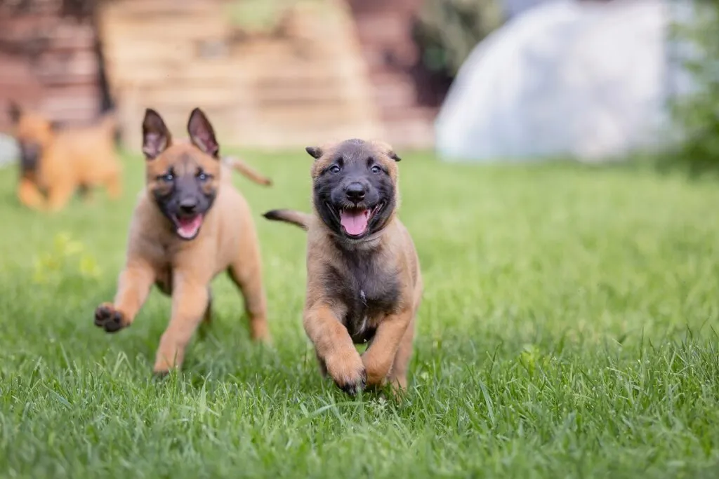 Malinois cuccioli