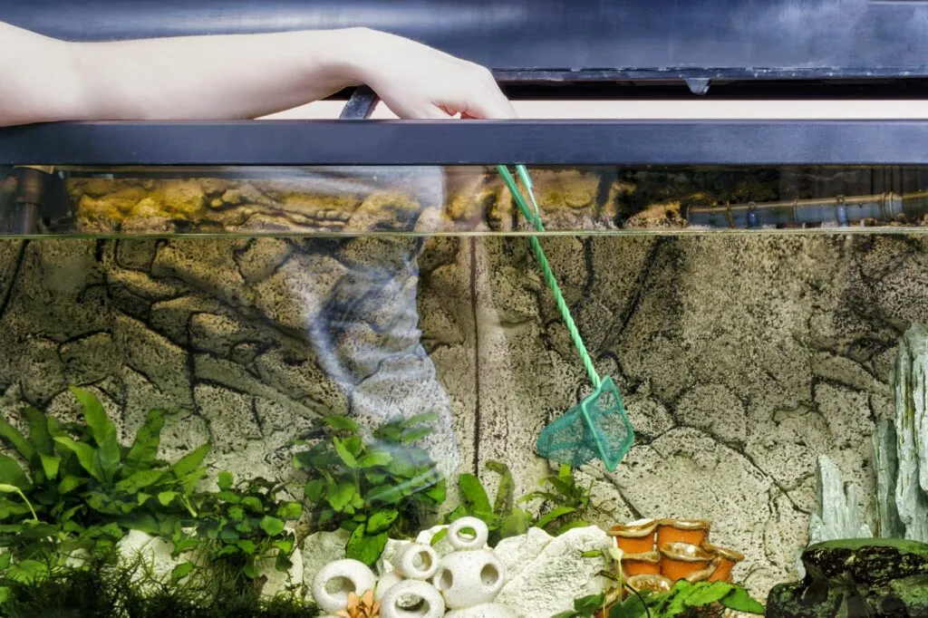 pulizia acquario con retino