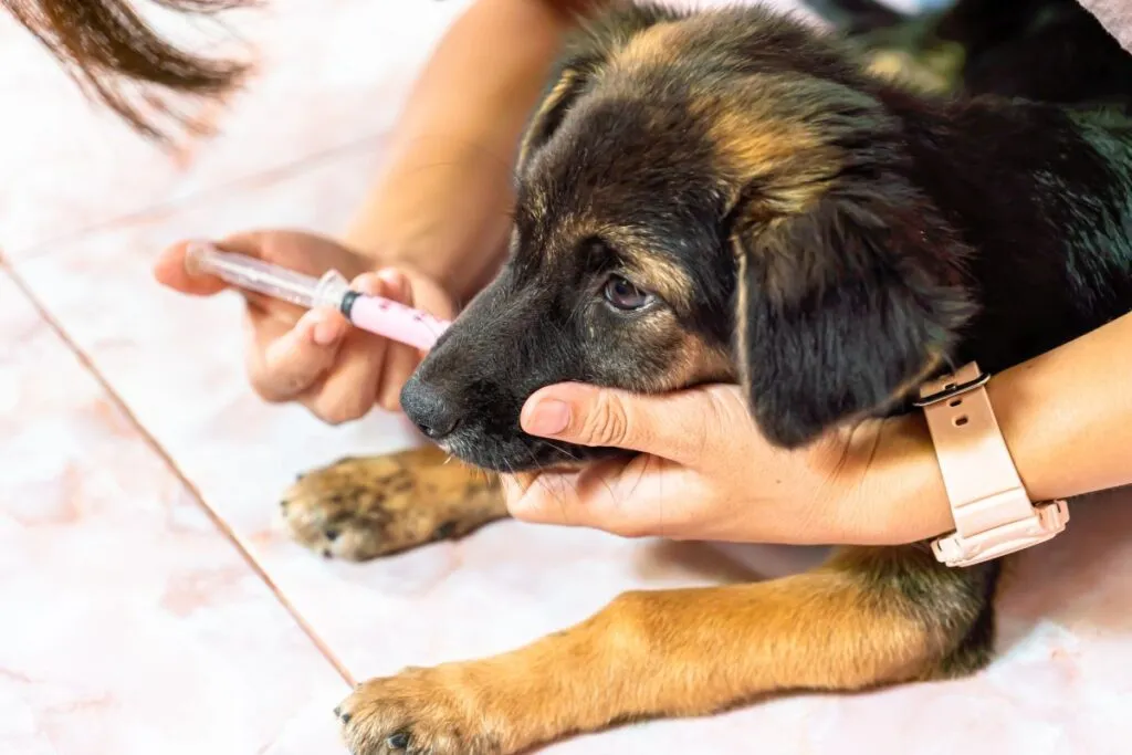 somministrare pillole liquide con siringa a cane