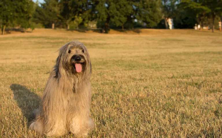 Cane da Pastore Catalano