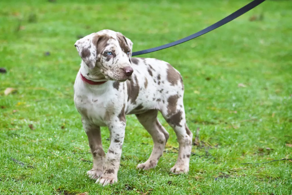 Catahoula Leopard Dog cucciolo