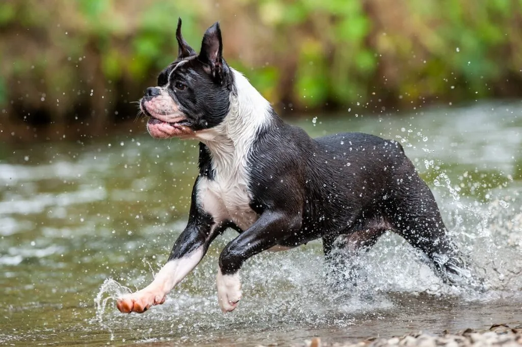 Continental Bulldog in acqua