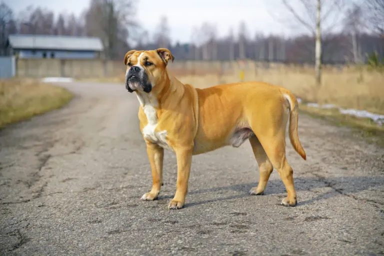 Perro Dogo Mallorquin