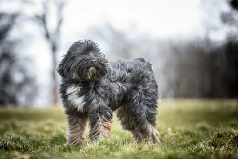 Tibetan Terrier