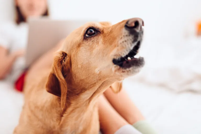 abbaiare cane quiete pubblica