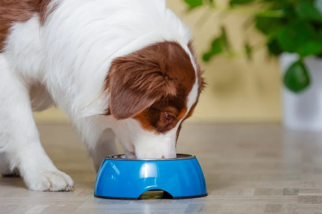 cambiare dieta cane bruciore stomaco
