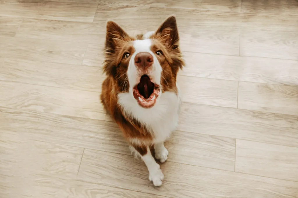 cane abbaia per comunicare