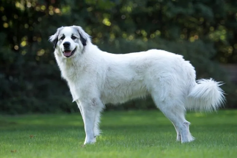 cane montagna pirenei