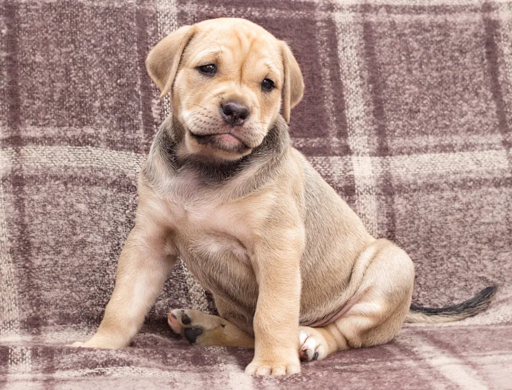 cucciolo perro dogo mallorquin