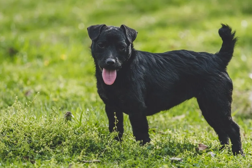 patterdale terrier nero