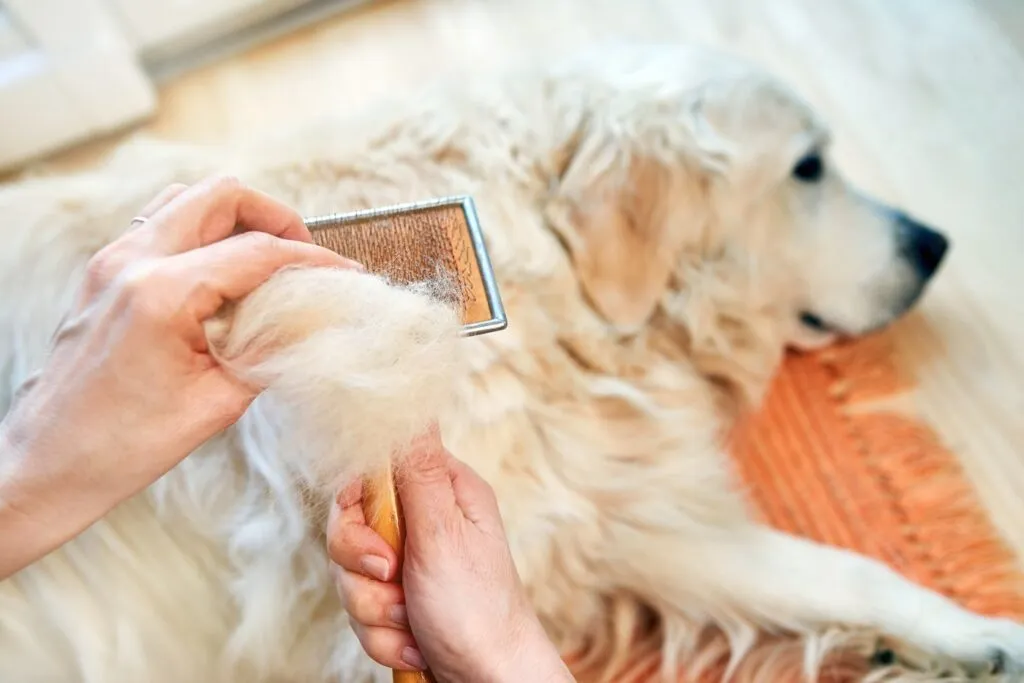 spazzolare pelo cane
