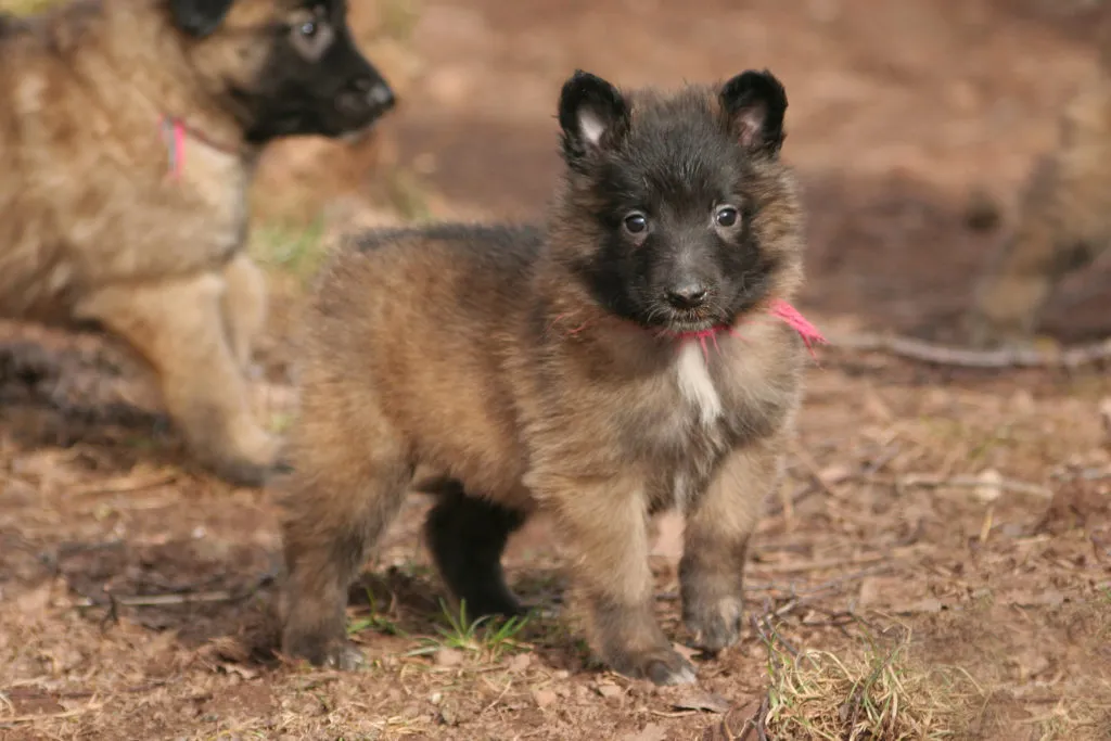 tervueren cucciolo