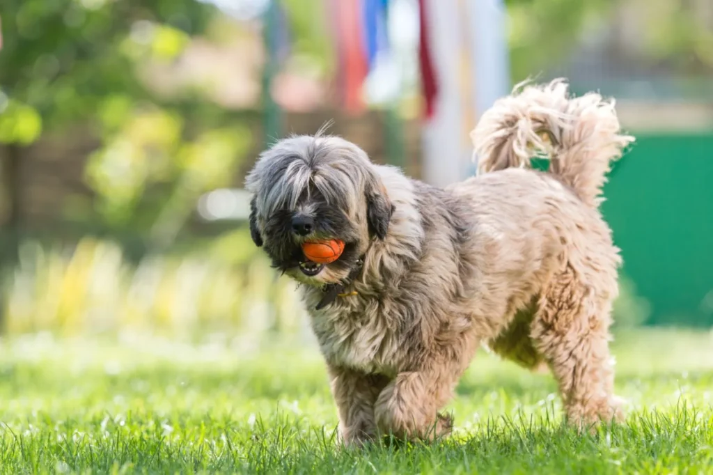 tibetan terrier gioca con palla