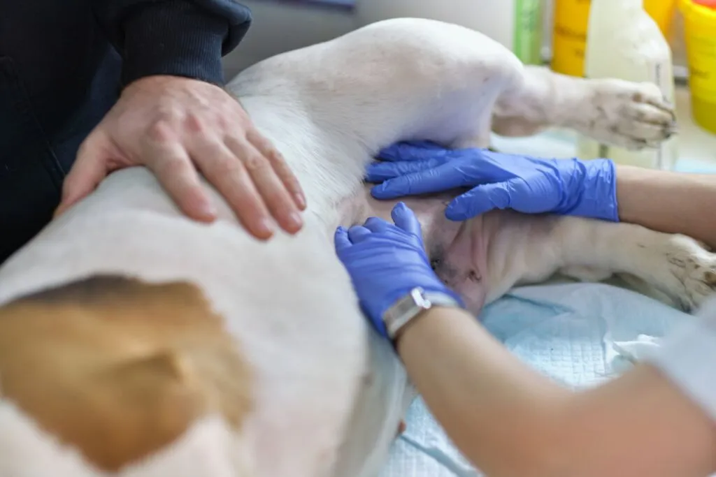 visita utero cagnolina