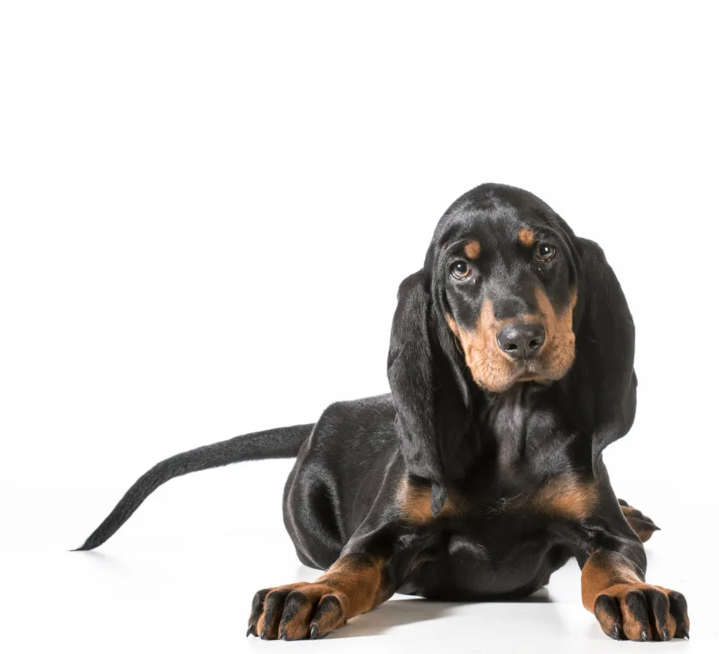 Black and Tan Coonhound cucciolo