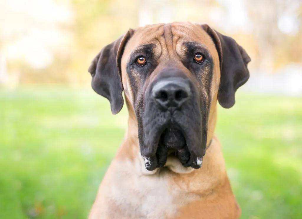 Boerboel viso