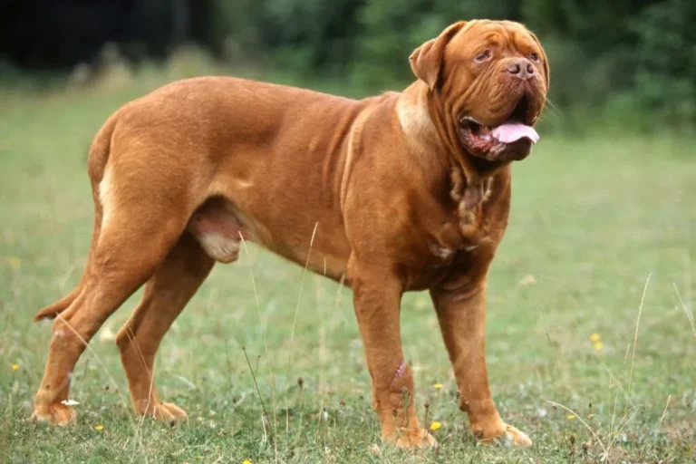 Dogue de Bordeaux