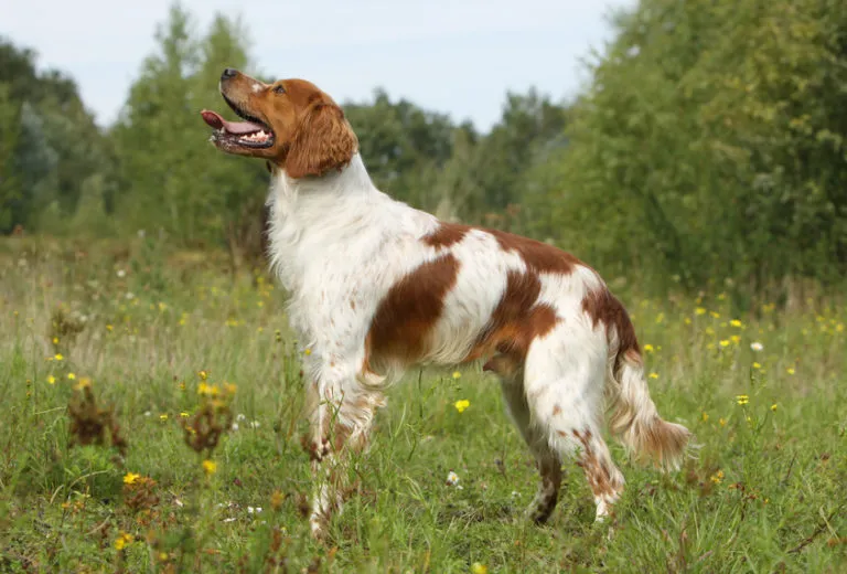 Epagneul Breton