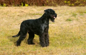 Schnazuer gigante (Riesenschnauzer)