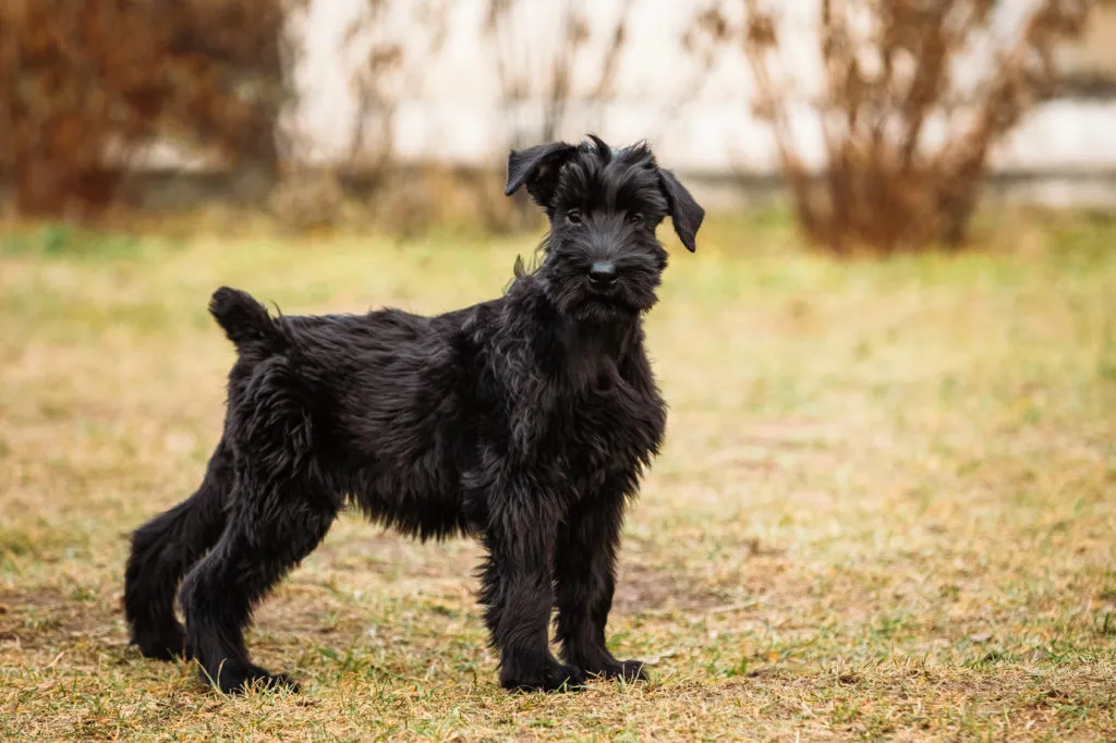 Schnazuer gigante (Riesenschnauzer) cucciolo