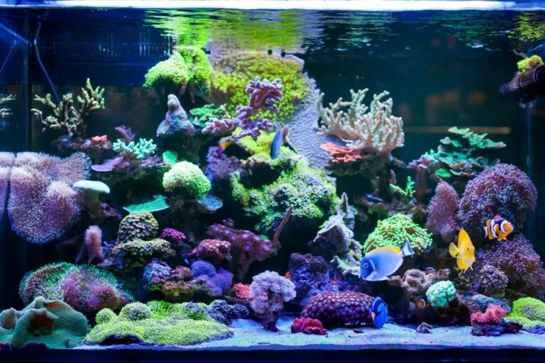 acquario marino