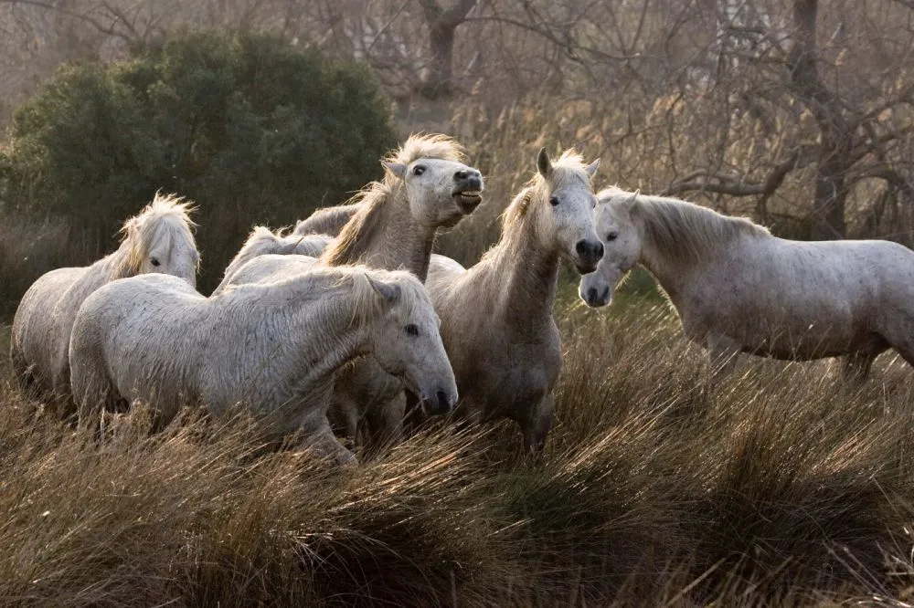 cavalli camargue in gruppo