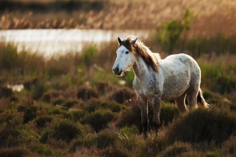 cavallo Camargue
