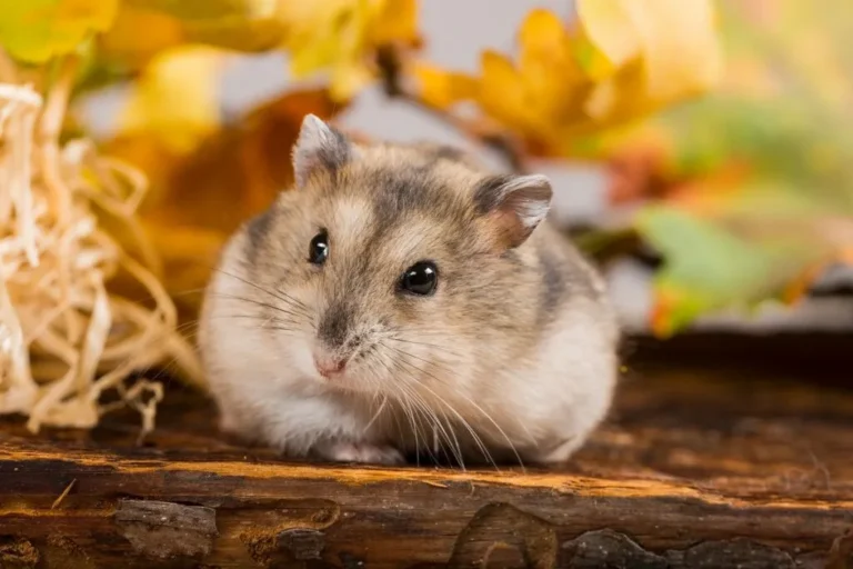 criceto siberiano