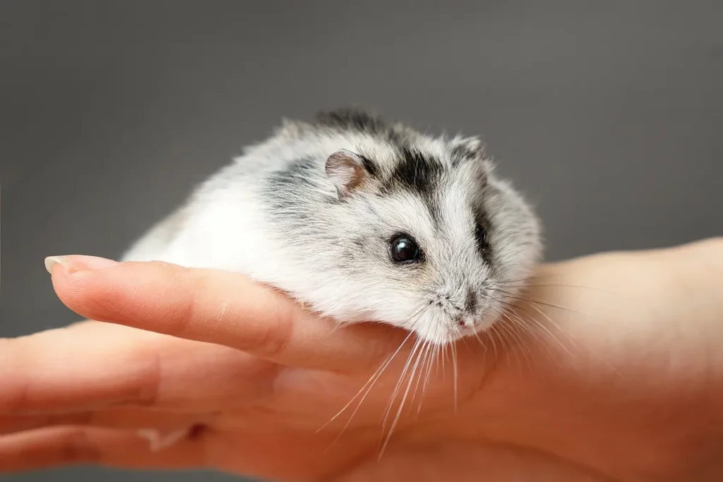 criceto siberiano addomesticato