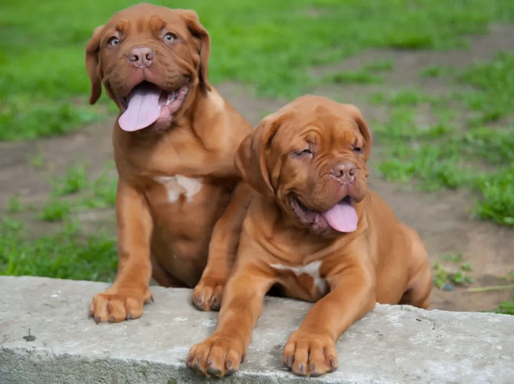 cuccioli dogue de bordeaux