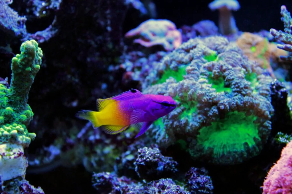 gramma loreto in acquario marino