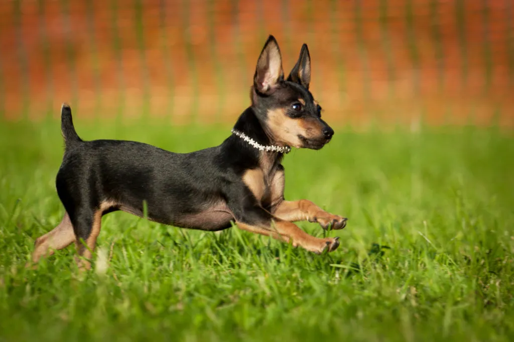 praga ratter corre