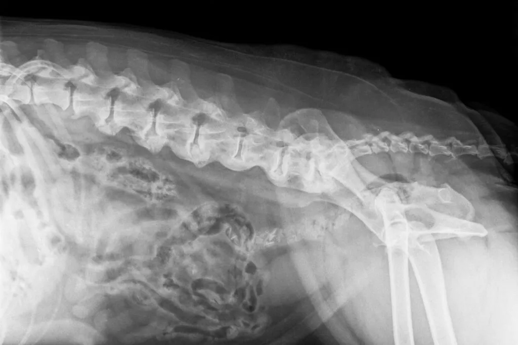 radiografia spondilosi cane anziano