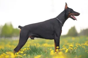 Tagliare la coda al cane: perché è una pratica vietata