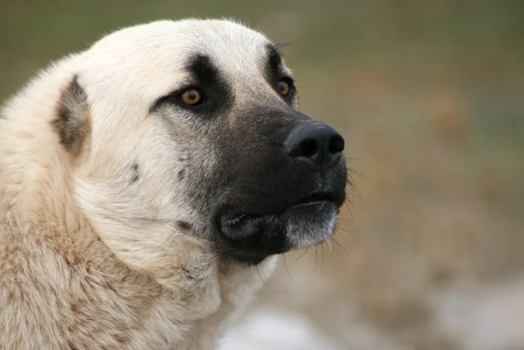 taglio orecchie cane