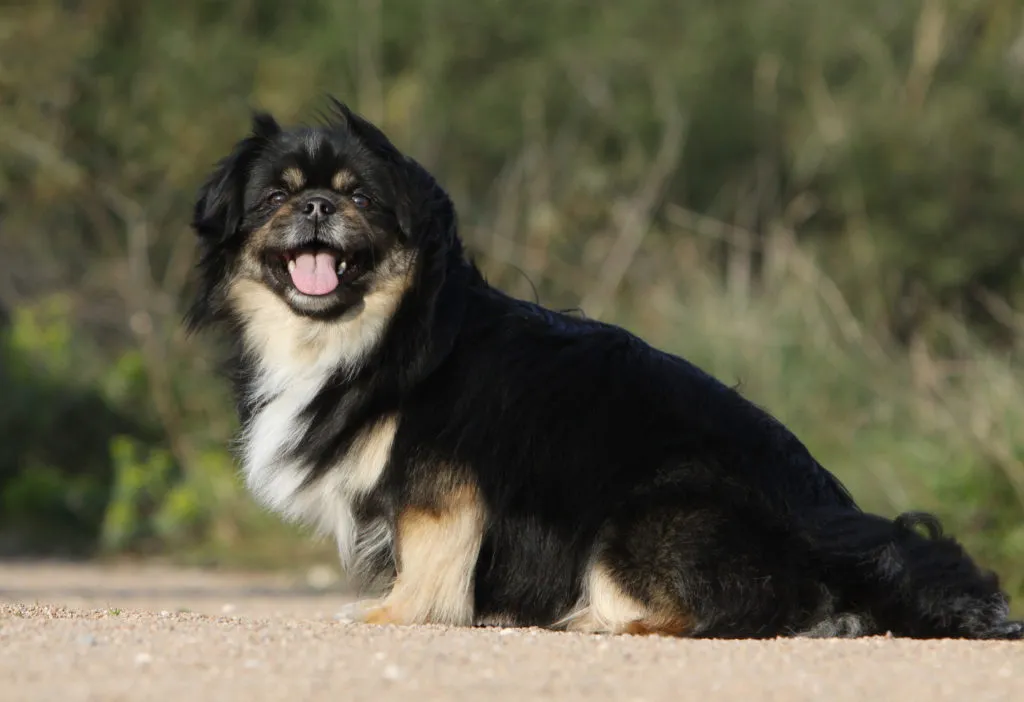 tibet spaniel nero