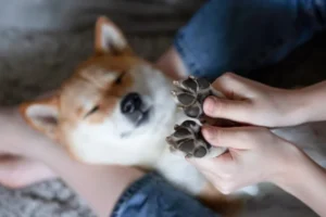 Perché le zampe del cane odorano di popcorn?