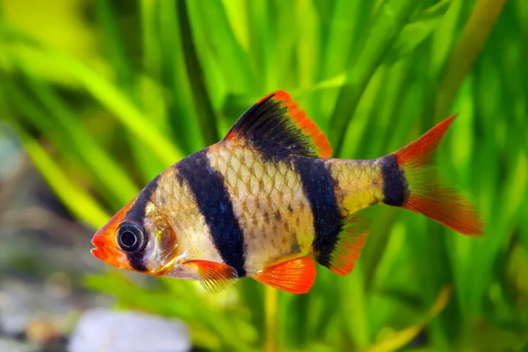 Barbo Tigre