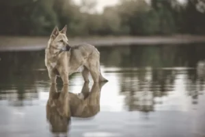 Canaan Dog